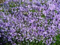 PHLOX SUBULATA 'EMERALD CUSHION BLUE'