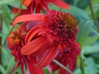 ECHINACEA HOT PAPAYA