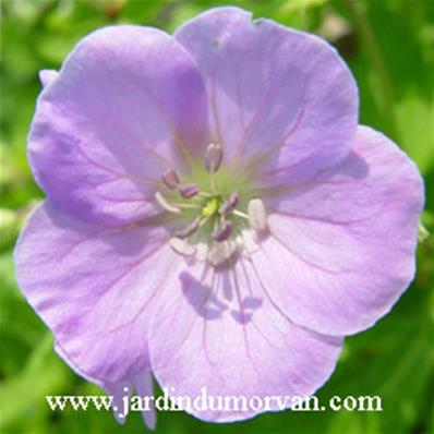 GERANIUM MACULATUM