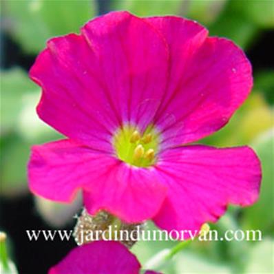 AUBRIETA 'RUBINFEUER'