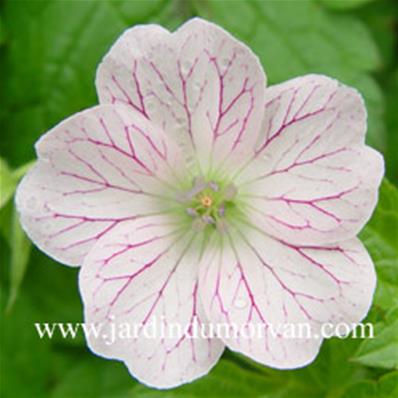 GERANIUM OXONIANUM 'BREGOVER PEARL'