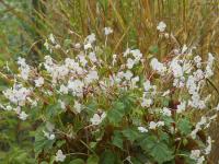 BEGONIA GRANDIS EVANSIANA 'ALBA'