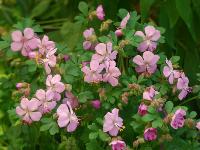 GERANIUM DALMATICUM 