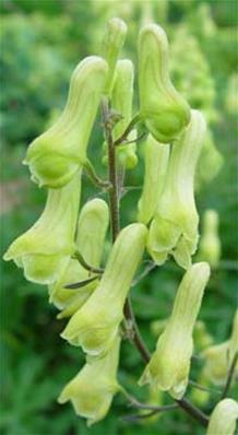 ACONITUM LAMARCKII