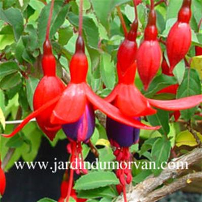 FUCHSIA MRS POPPLE