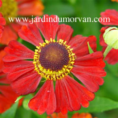 HELENIUM KUPFERSPRUDEL