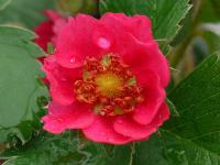 FRAGARIA VESCA ‘ROTBLUHEND’