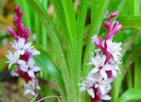 REINECKEA CARNEA