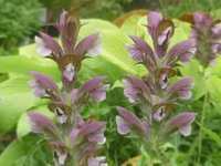 ACANTHUS SYRIACUS