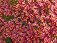 AJANIA BELLANIA ‘BENGO ROSA’