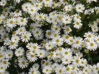 ASTER AGERATOIDES 'ASHVI'