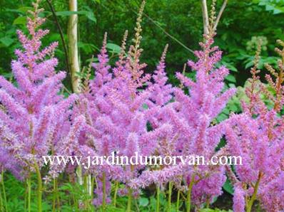 ASTILBE CHINENSIS 'TROLL'