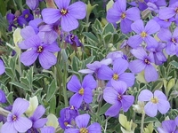 AUBRIETA 'SILBERRAND'