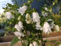 CAMPANULA 'REITROCH'