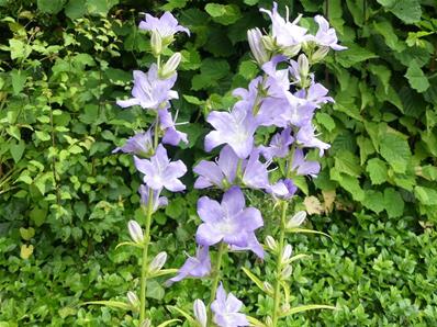 CAMPANULA LATILOBA