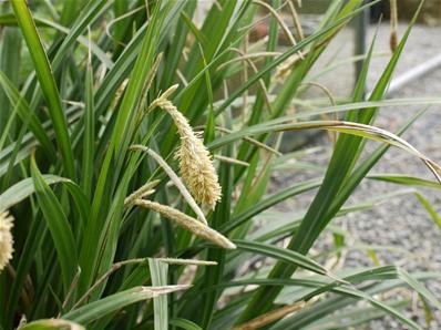 CAREX PENDULA