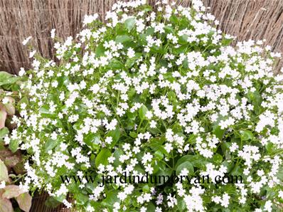 CLAYTONIA SIBIRICA 'ALBA'