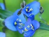 COMMELINA DIANTHIFOLIA