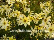 COREOPSIS VERTICILATTA 'SUNBEAM'