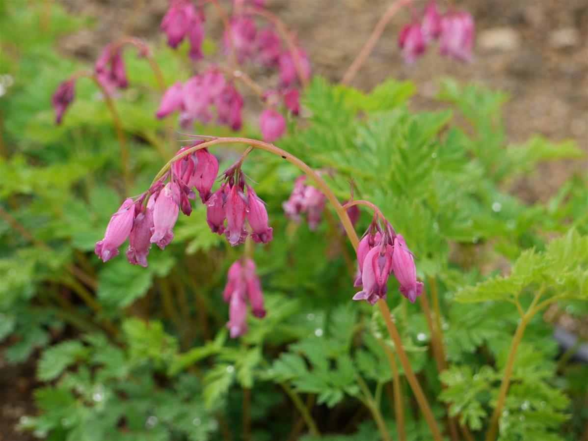DICENTRA EXIMIA une plante vivace du Jardin du morvan, la pépinière