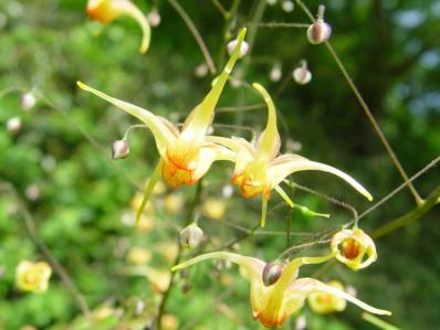 EPIMEDIUM x 'AMBER QUEEN'