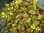 EPIMEDIUM PERRALCHICUM 'FROHNLEITEN'