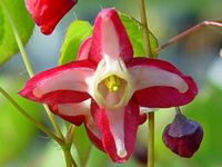 EPIMEDIUM X RUBRUM