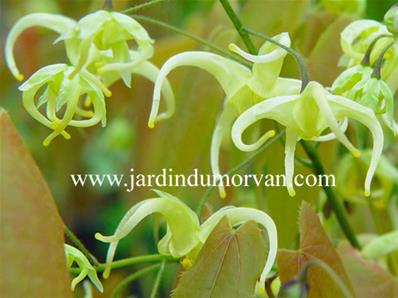 EPIMEDIUM GRANDIFLORUM KOREANUM