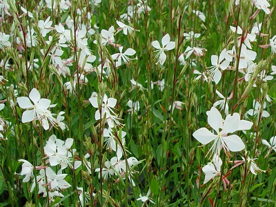 GAURA LINDHEIMERI 'WHIRLING BUTTERFLIES'