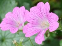 GERANIUM OXONIANUM 'CLARIDGE DRUCE'
