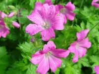 GERANIUM OXONIANUM 'SUMMER SURPRISE'