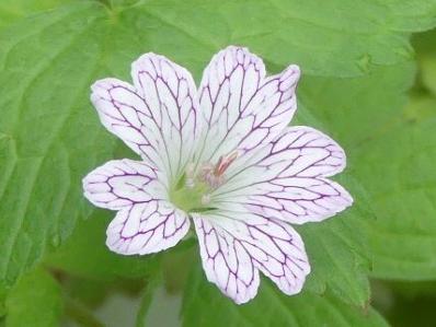 GERANIUM VERSICOLOR