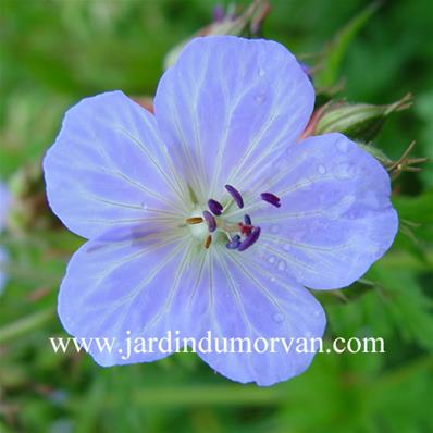 GERANIUM PRATENSE 'MRS KENDALL CLARK'