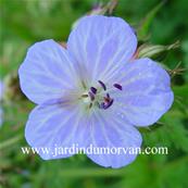 GERANIUM PRATENSE 'MRS KENDALL CLARK'