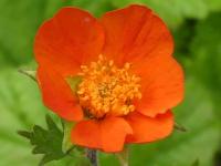 GEUM COCCINEUM ‘KOI’ - BENOITE KOI ORANGE VIF