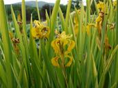IRIS PSEUDACORUS 'VARIEGATA'