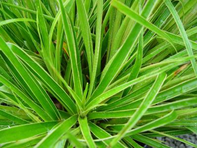 LUZULA SYLVATICA ‘VARIEGATA’ 