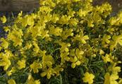 OENOTHERA 'AFRICAN SUN'