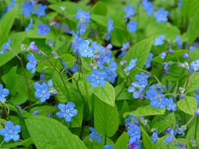 OMPHALODES VERNA