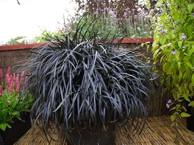 OPHIOPOGON PLANISCAPUS 'NIGRESCENS'