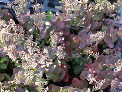 SEDUM 'VELUWSE VAKEL' (112)