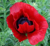 PAPAVER BRACTEATUM (81)