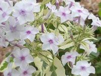 PHLOX PANICULATA 'CREME DE MENTHE'