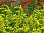 SOLIDAGO RUGOSA