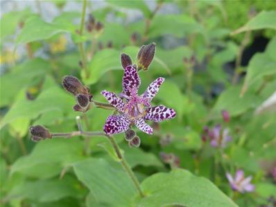 TRICYRTIS FORMOSANA 'DARK BEAUTY'