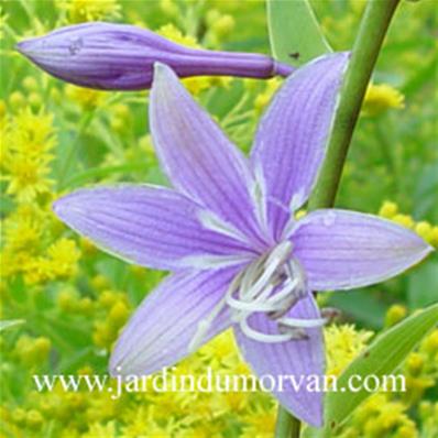 HOSTA 'LAVANDER LADY'