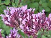 ORIGANUM LAEVIGATUM HERRENHAUSEN'