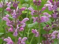 SALVIA NEMOROSA ROSE QUEEN