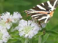 PYCNANTHEMUM PILOSUM