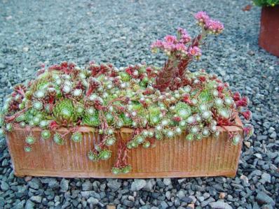 SEMPERVIVUM 'CANDY FLOSS'